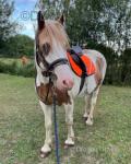 Charlie, 16.1hh Riding Gelding