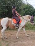 Charlie, 16.1hh Riding Gelding