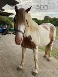 Charlie, 16.1hh Riding Gelding