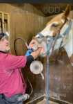 Charlie, 16.1hh Riding Gelding