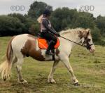 Charlie, 16.1hh Gelding