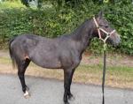 Driving Filly