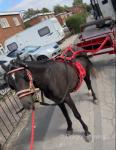 Driving Filly