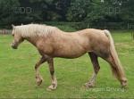 Castlemead Bonny Lass, 13.1hh Welsh Section C Riding Mare