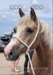 Castlemead Bonny Lass, 13.1hh Welsh Section C Riding Mare