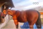 Dottie, 14.3hh Riding Mare