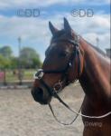 Dottie, 14.3hh Riding Mare