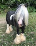 12hh Stallion