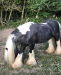 12hh Stallion