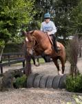 16.2hh Riding Gelding