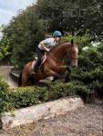 16.2hh Riding Gelding
