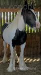 2 Year Old Filly