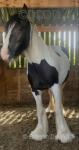 2 Year Old Filly