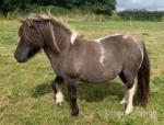 Shetland Broodmares, Possibly in Foal