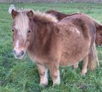 Shetland Broodmares, Possibly in Foal