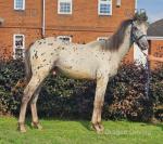 Yearling Colt