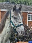 Yearling Colt
