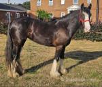 2 Year Old Filly