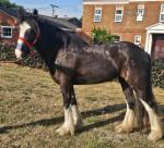 2 Year Old Filly