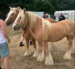 14hh Ride & Drive Mares