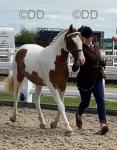 Merlin, 2 Year Old Gelding