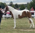 Merlin, 2 Year Old Gelding