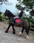 15.3hh Ride & Drive Mare 