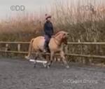 14hh Connemara Gelding