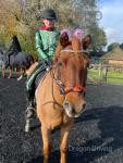14hh Connemara Gelding