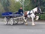 Spice Girl, 15hh Driving Mare