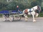 Spice Girl, 15hh Driving Mare