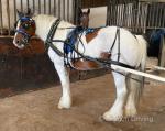Spice Girl, 15hh Driving Mare