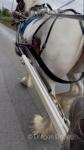 Spice Girl, 15hh Driving Mare