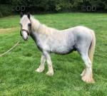 Brodie, Yearling Colt
