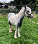 Brodie, Yearling Colt
