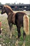 May Rose, WPB Filly Foal