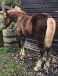 May Rose, WPB Filly Foal