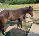 Yearling Filly