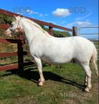 11.3hh Welsh Section A Broodmare in Foal