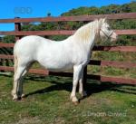 11.3hh Welsh Section A Broodmare in Foal
