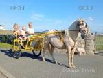 Welsh Section A Driving Filly 