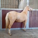 Welsh Section A Driving Filly 