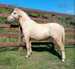 Welsh Section A Driving Filly 