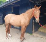16.1hh Riding Gelding 