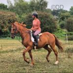 16.1hh Riding Gelding 