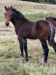 Colt Foal