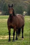 Colt Foal