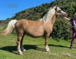 11.2hh Welsh Section A Mare in Foal