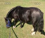 Shetland Mare