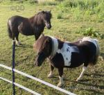 Shetland Mare